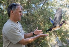 Eadie releasing wood duck